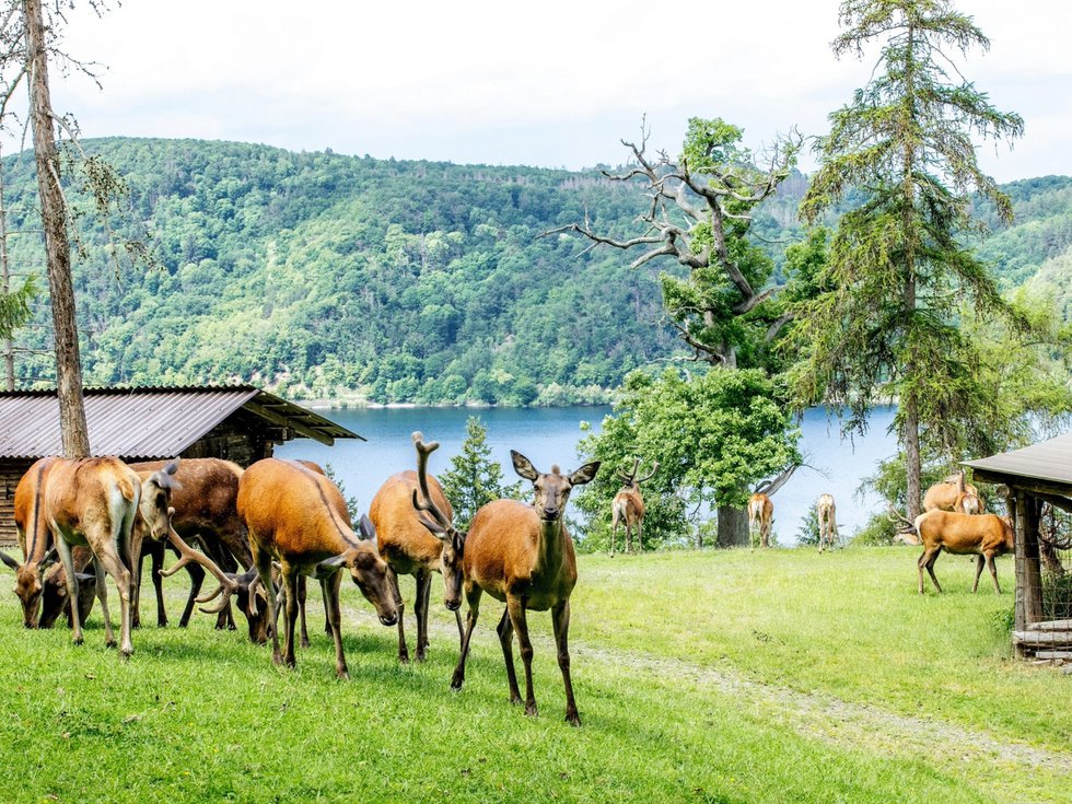 © Nationalpark Kellerwald-Edersee.jpg